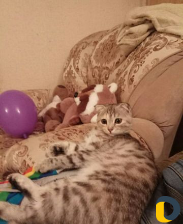 Передержка кошек