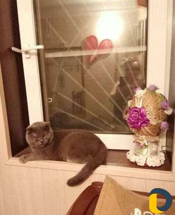 Передержка кошек