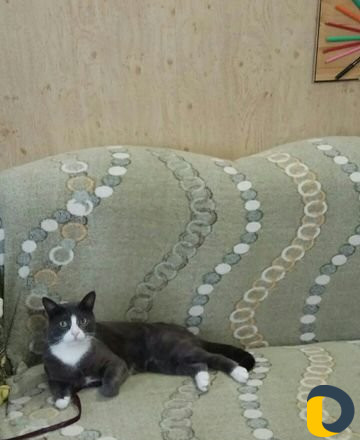 Передержка кошек