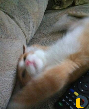 Передержка кошек