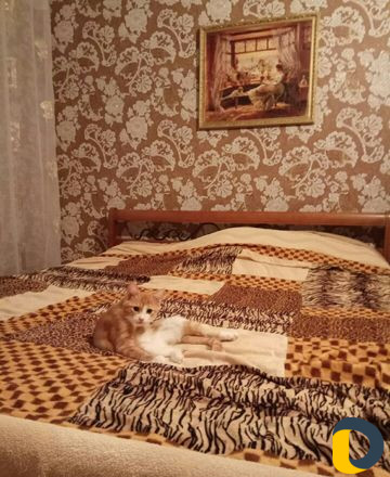 Передержка кошек
