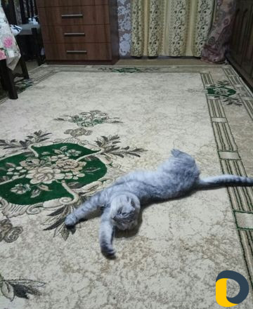 Передержка кошек