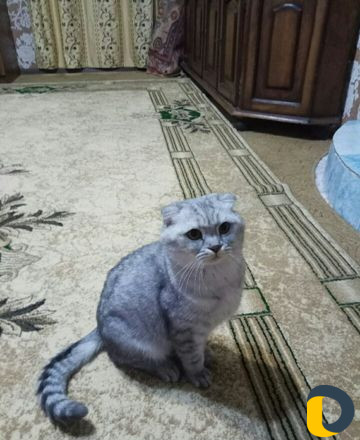 Передержка кошек