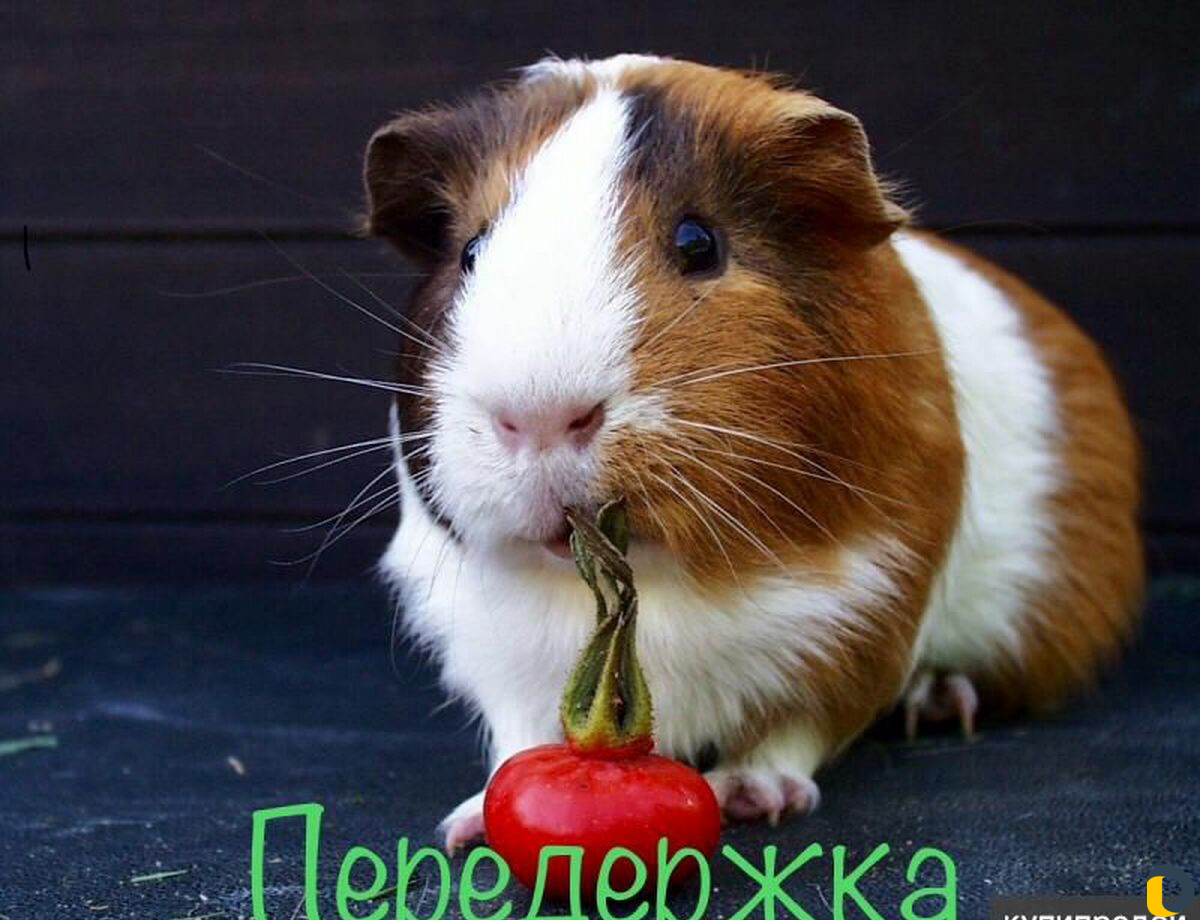 Передержка морских свинок и других мелких животных