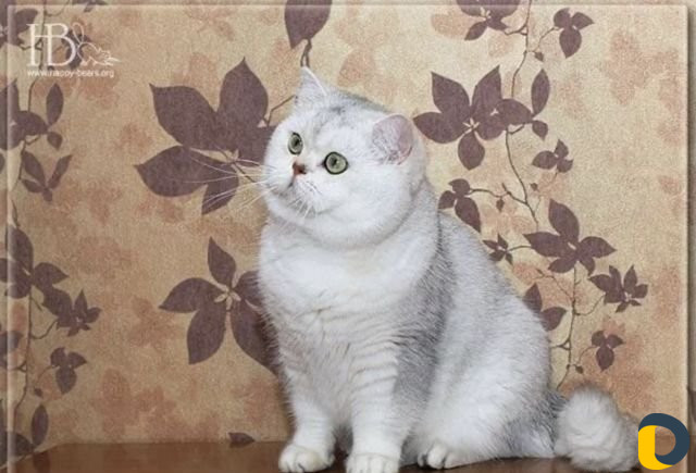 Передержка