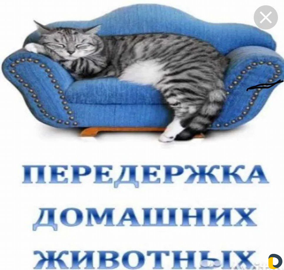 Передержка