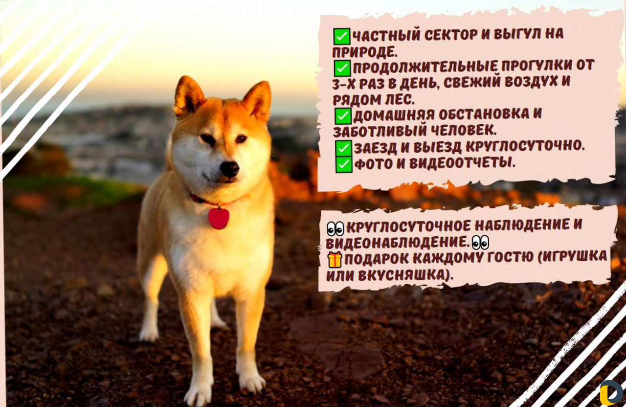 Передержка животных Собак Кошек