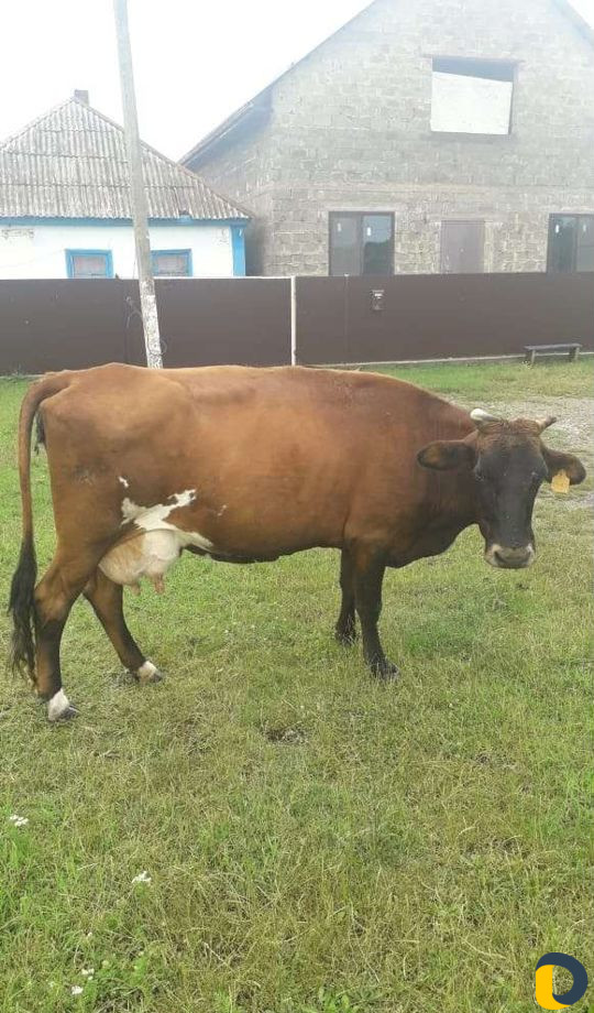 Перегной,навоз.доставка
