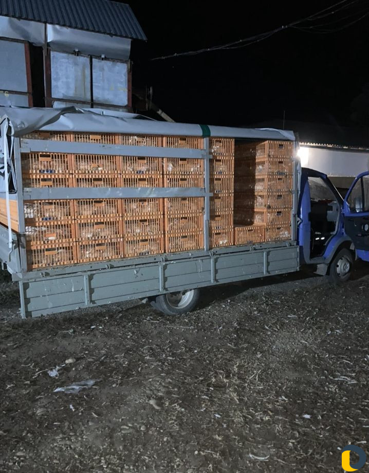 Перевозка живой птицы