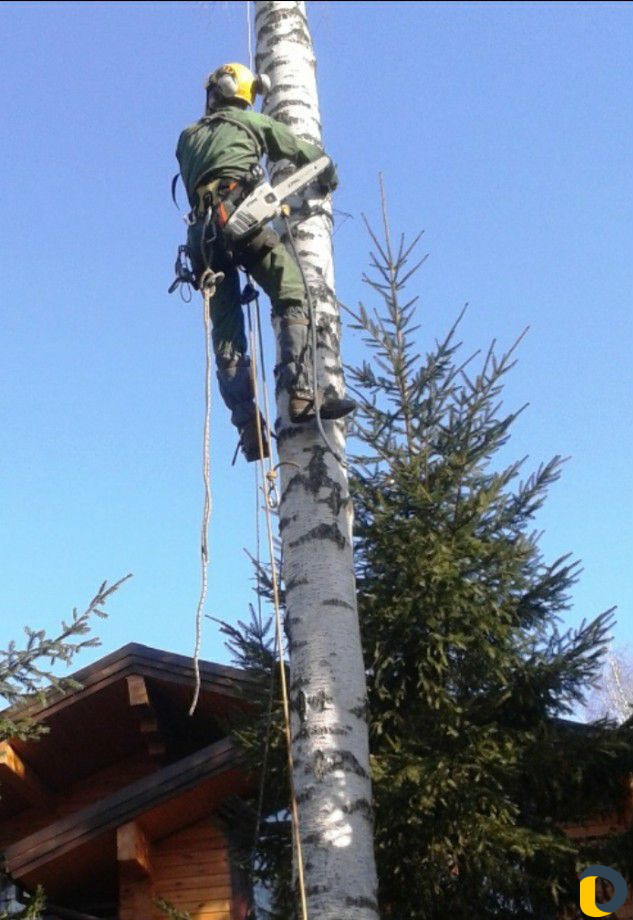 Пилим деревья