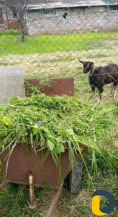 Покос травы