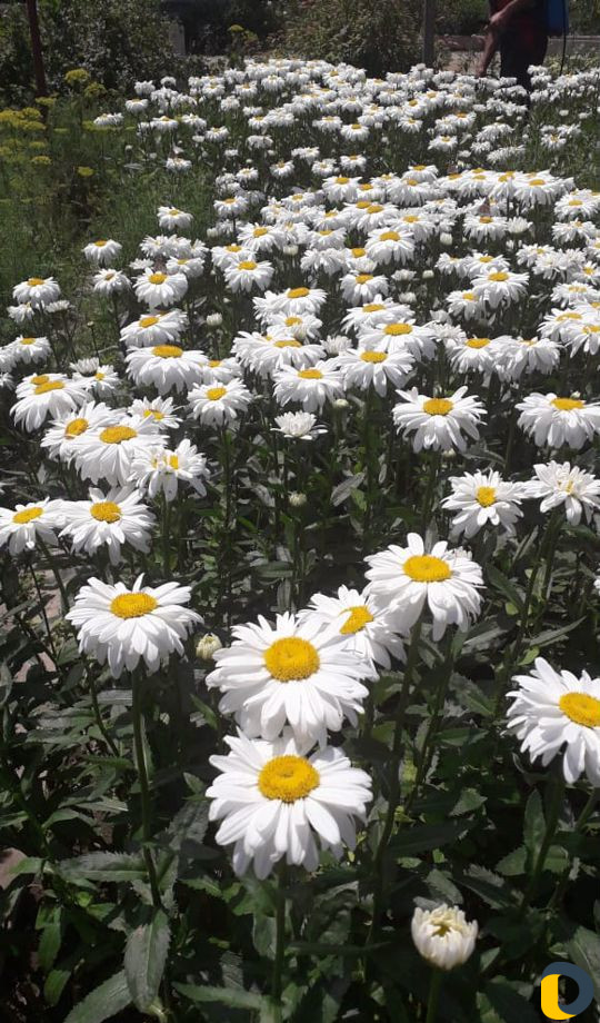 Помощь в саду