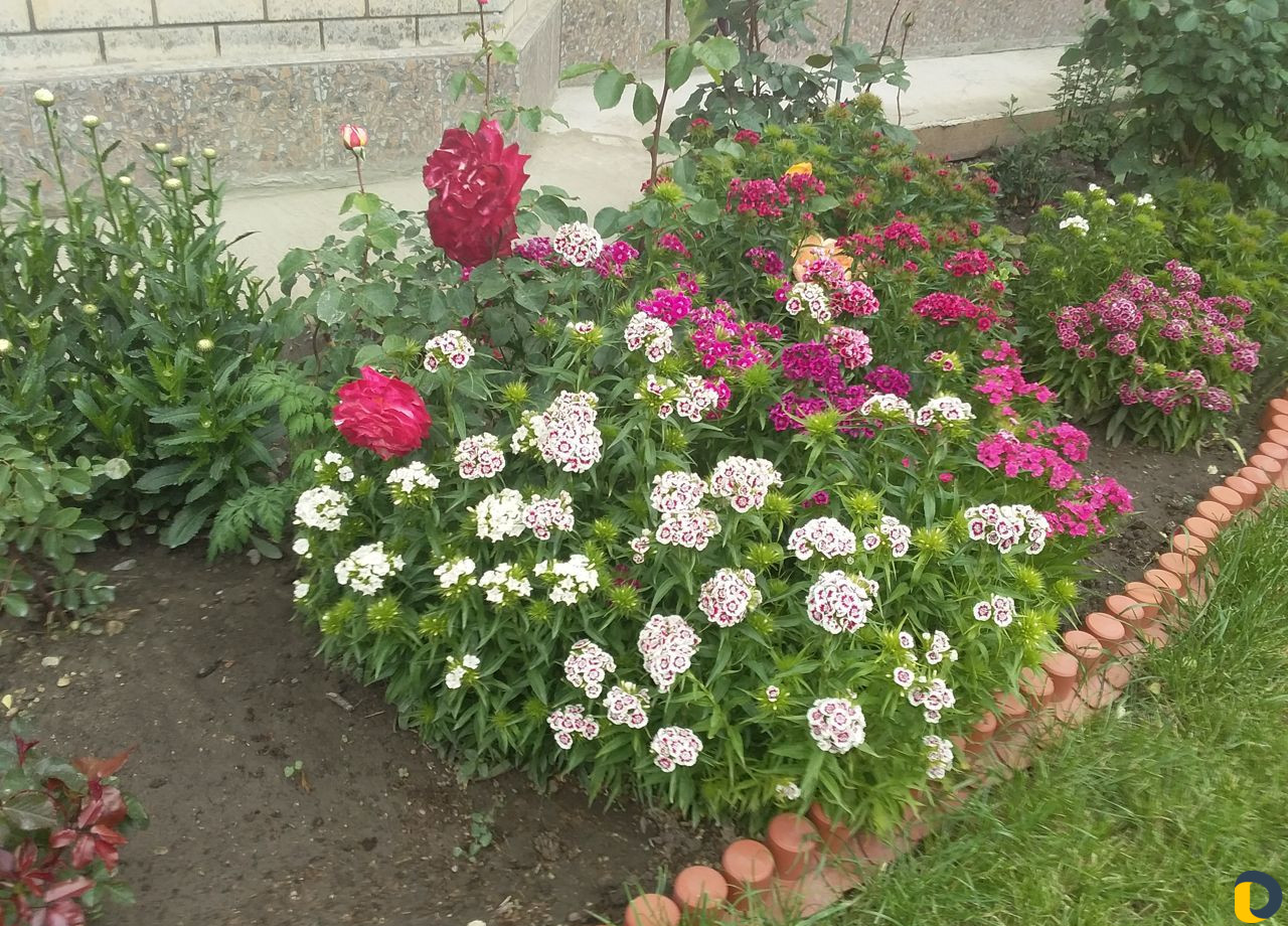 Помощь в саду