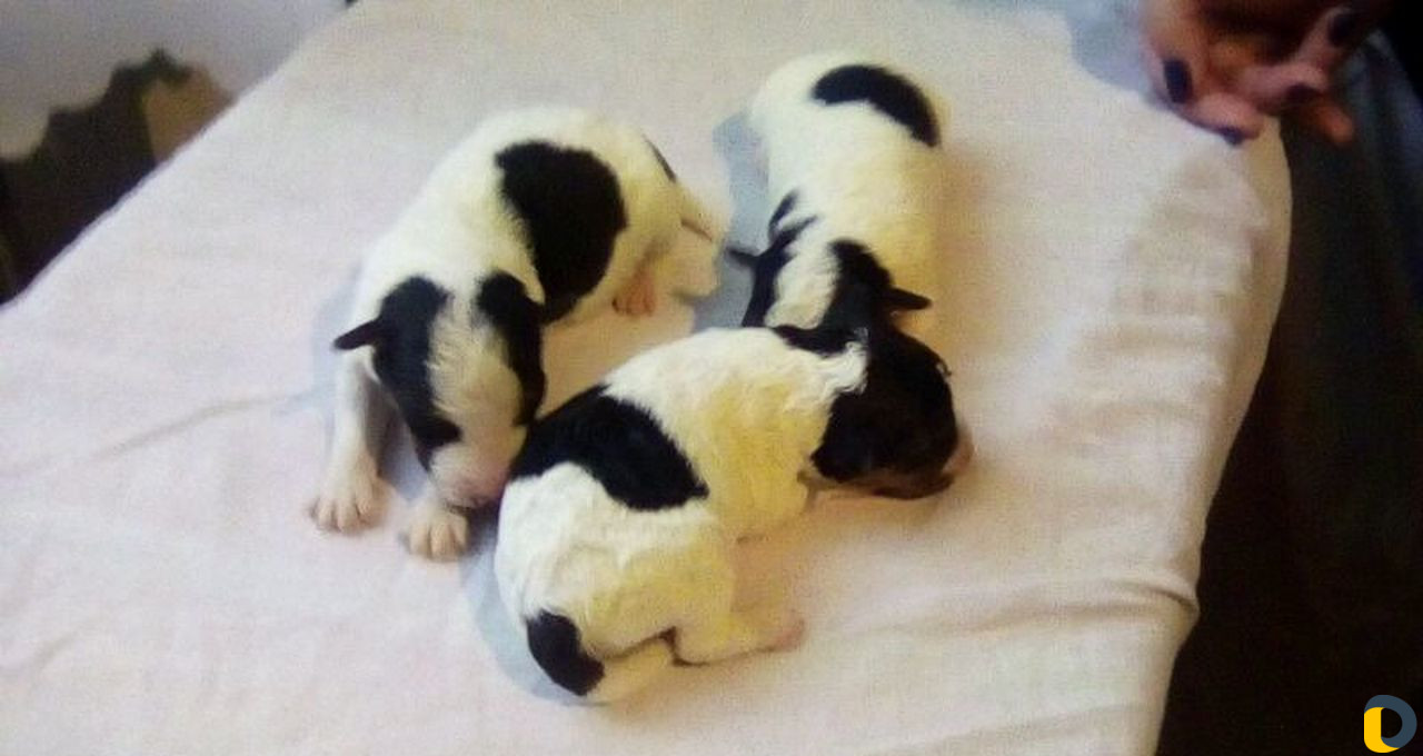 Приглашаем невест в гости