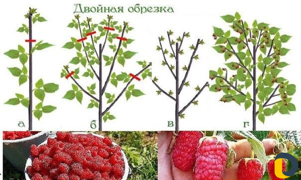 Пришла пора обрезать плодовые деревья