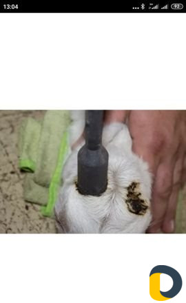 Прижигание и удаление рогов