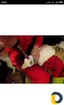 Прижигание и удаление рогов