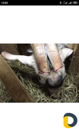 Прижигание и удаление рогов