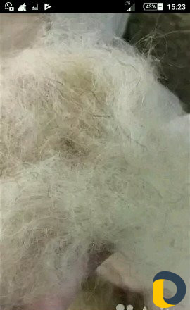 Прочёс шерсти и ваты