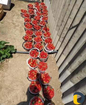 Продават клубнику