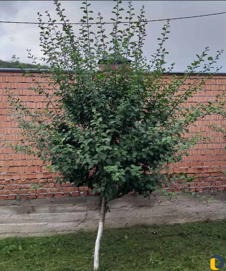 Продажа,обрезка и посадка