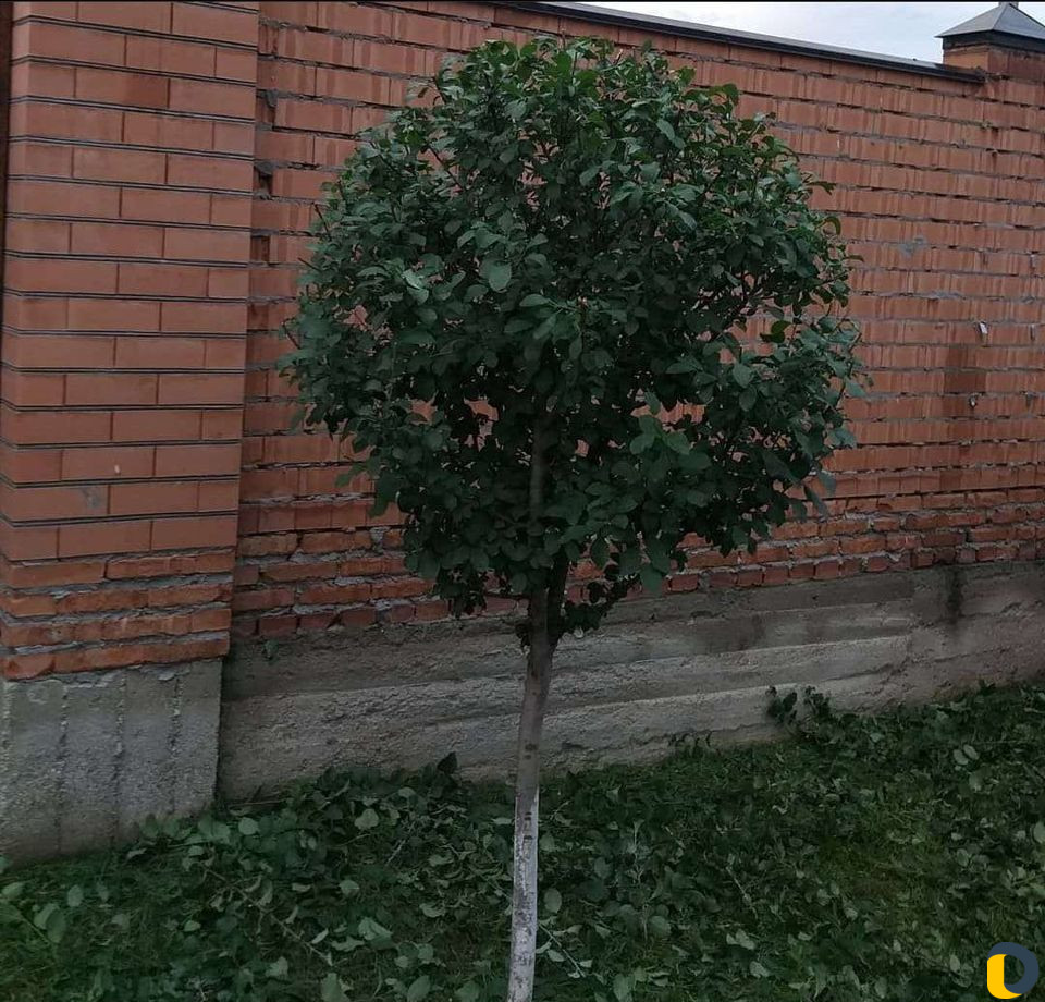 Продажа,обрезка и посадка
