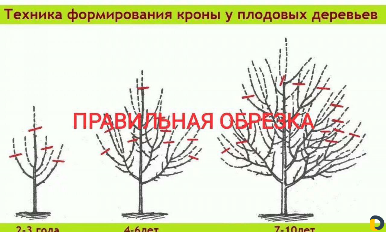Профессиональная обрезка винограда и деревьев