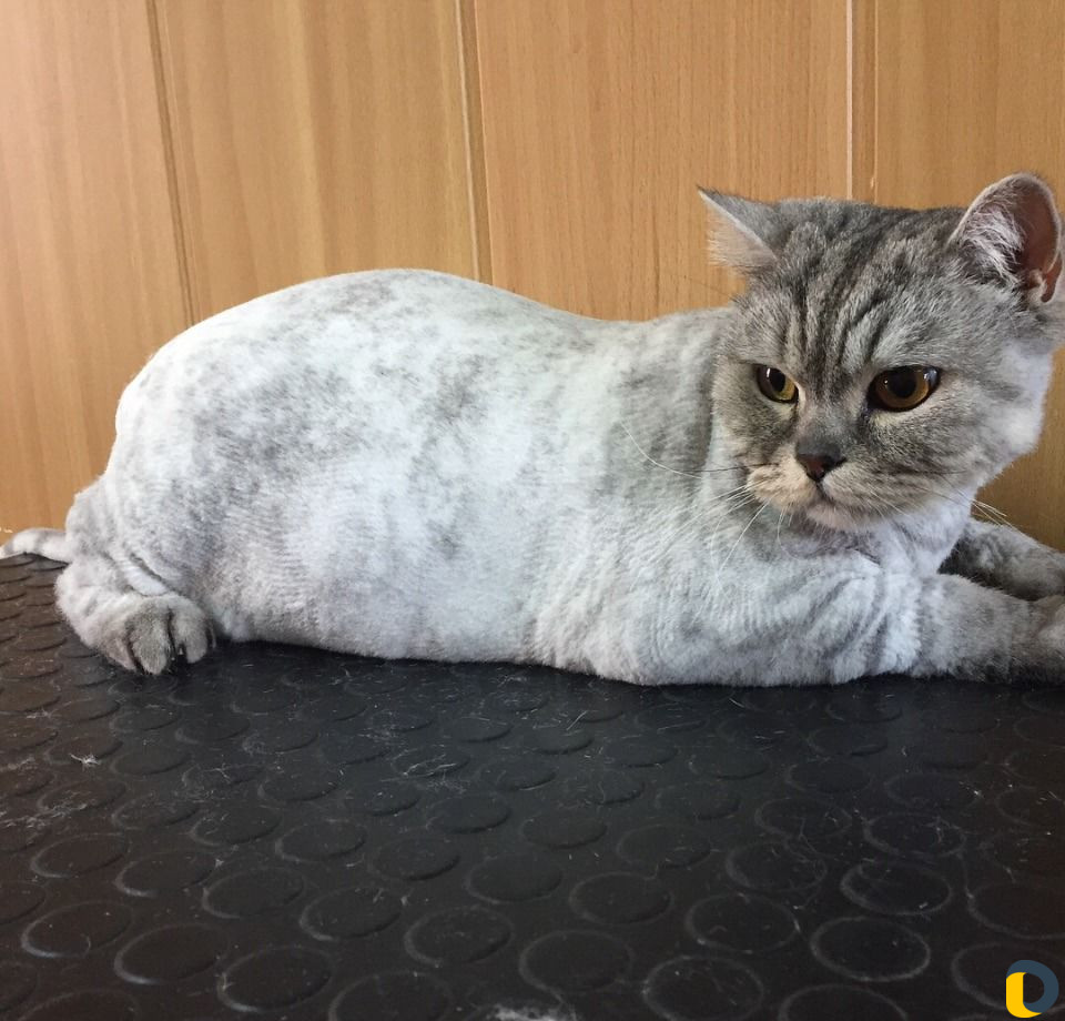Профессиональная стрижка собак и кошек