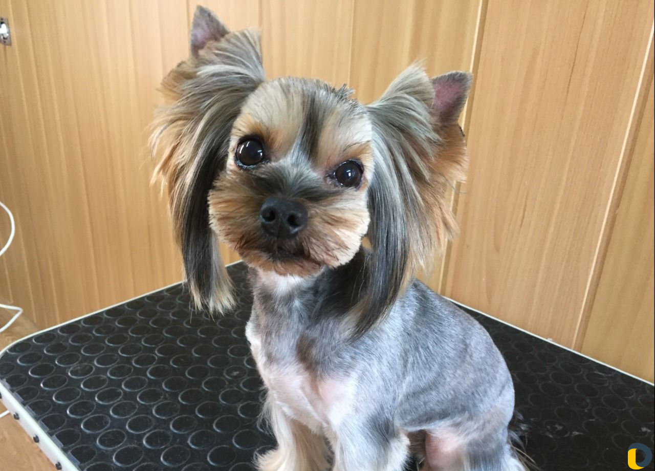 Профессиональная стрижка собак и кошек