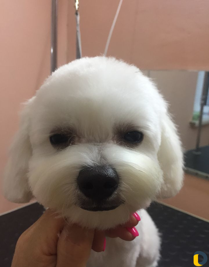 Профессиональная стрижка собак и кошек