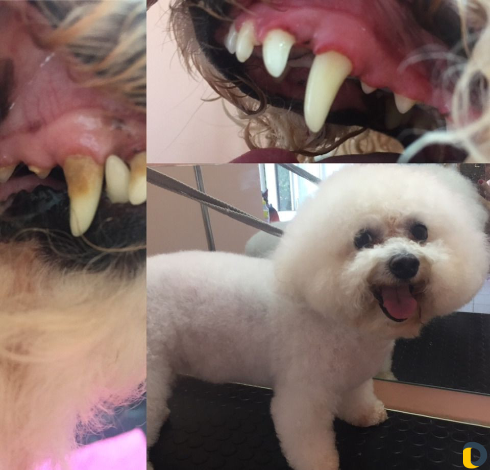 Профессиональная стрижка собак и кошек