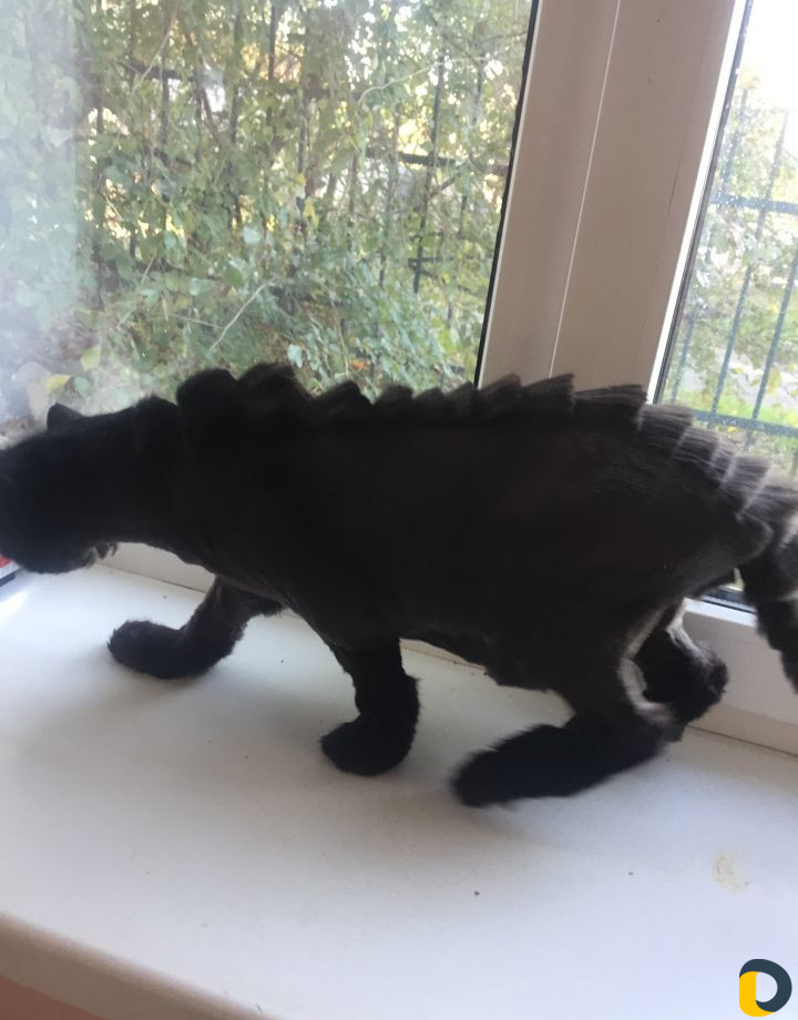 Профессиональная стрижка собак и кошек