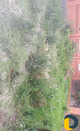 Профессиональный покос травы, газонокосилка