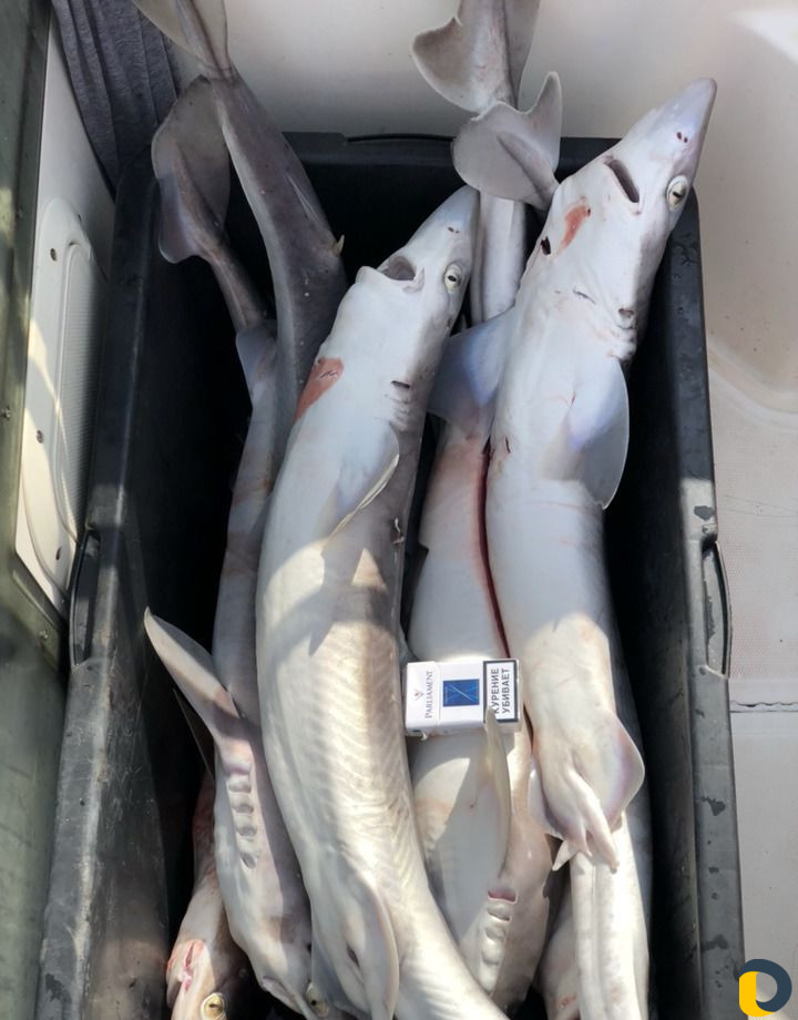 Прогулка-Рыбалка-Вип Рыбалка