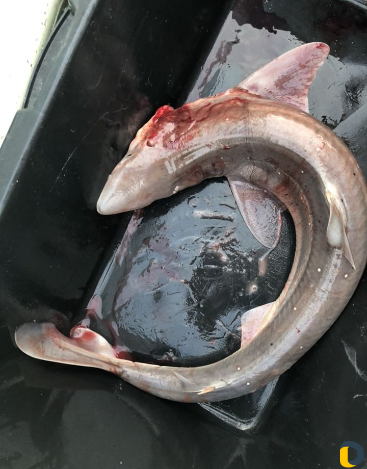 Прогулка-Рыбалка-Вип Рыбалка