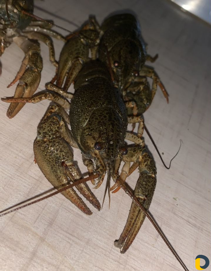 Раки
