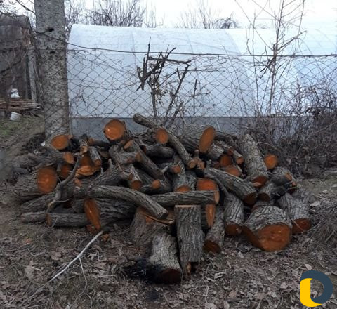 Распилка деревьев вывоз бесплатно