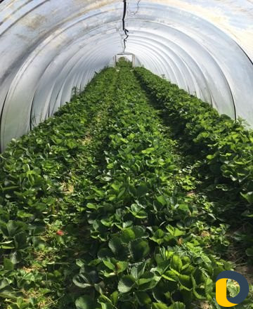 Рассада клубники