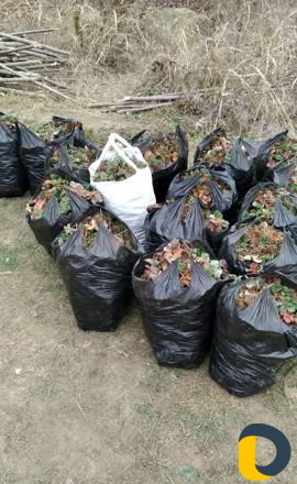 Рассадка клубники