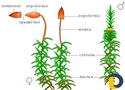Репетитор подготовка к школе и репетитор по биолог