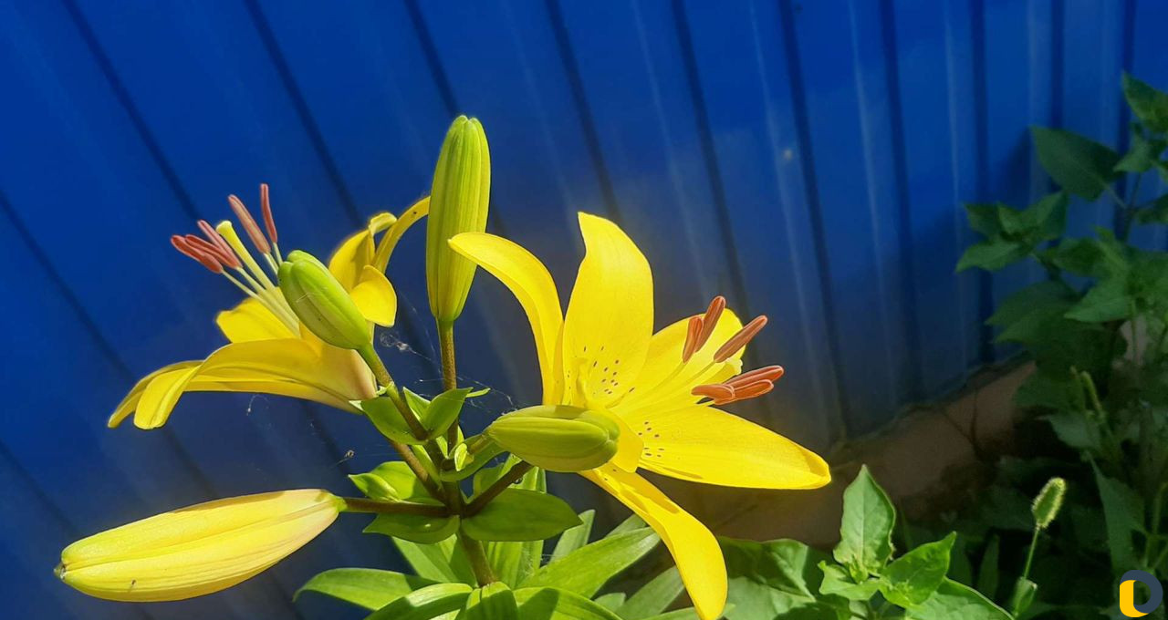 Риелтор агент по недвижимости