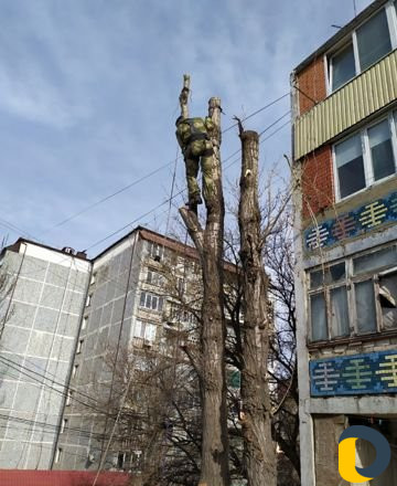 Рубка деревьев