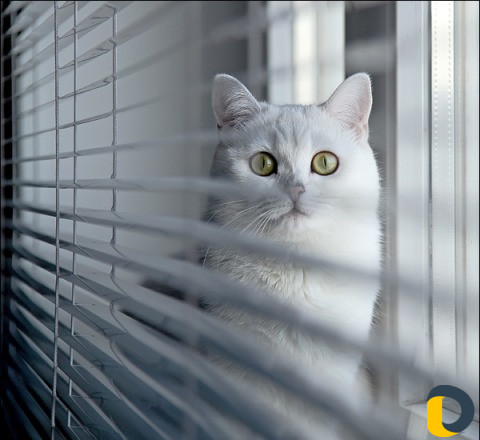 Рулонные шторы и жалюзи