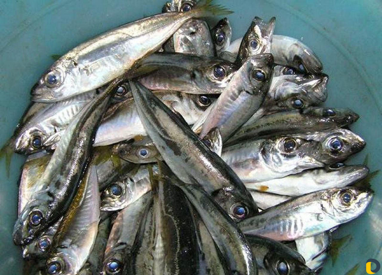 Рыбалка. Экскурсии. Морские прогулки