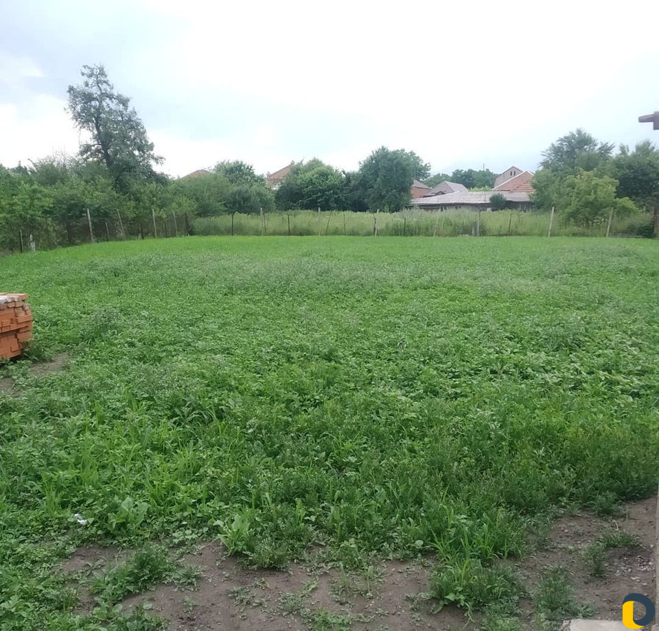Сад, благоустройство