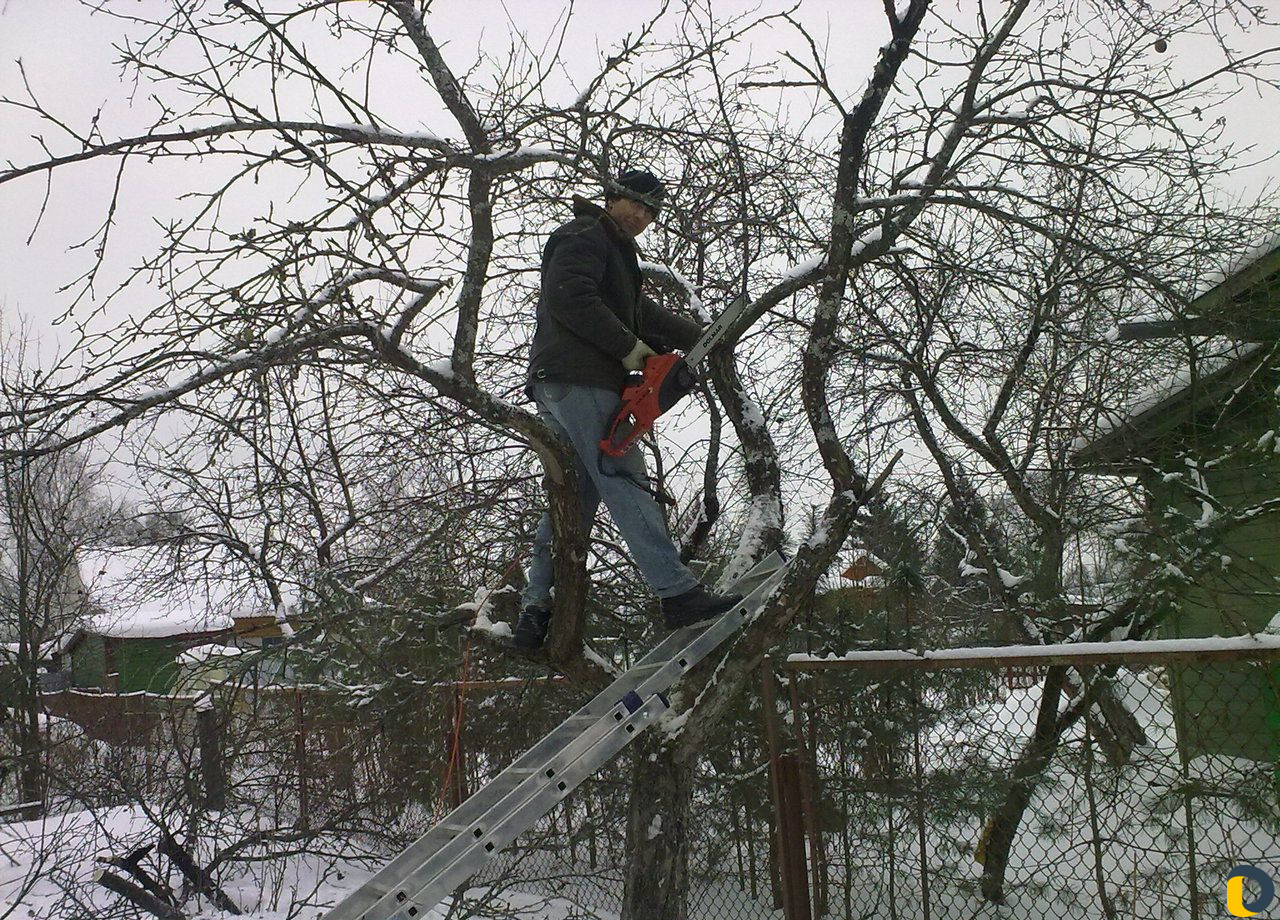 Сад и виноградник