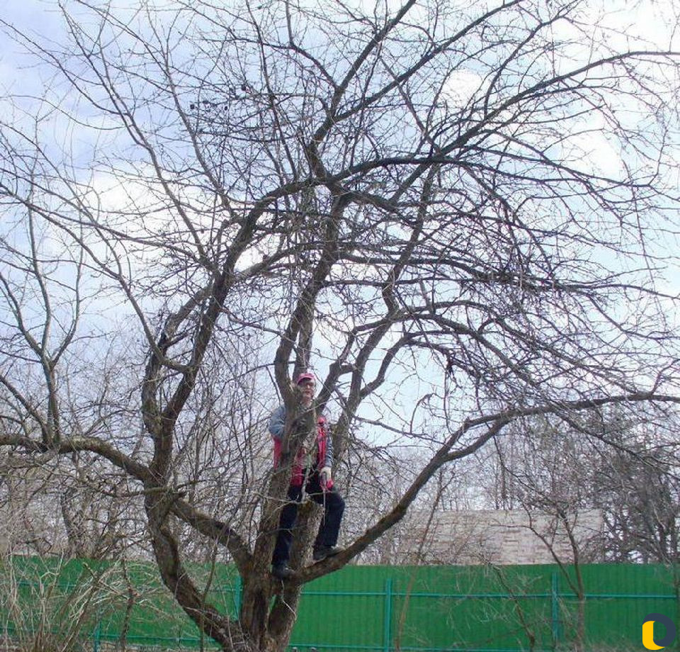 Сад и виноградник
