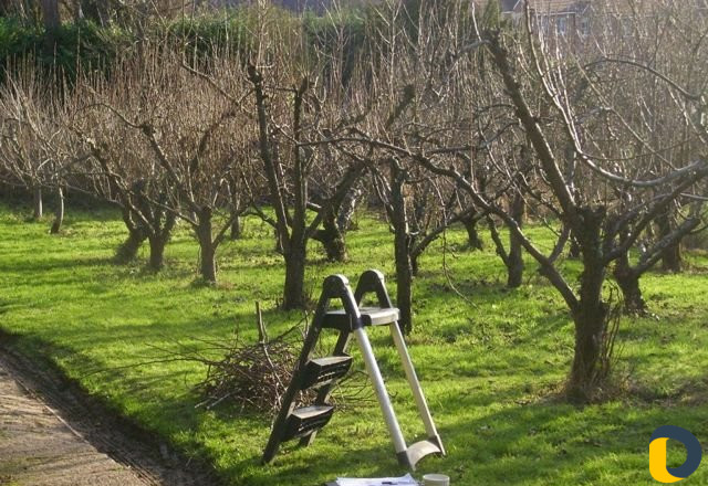 Садовые услуги