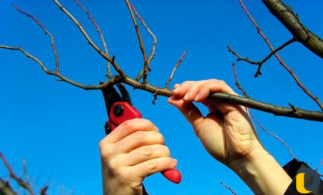 Садовые услуги