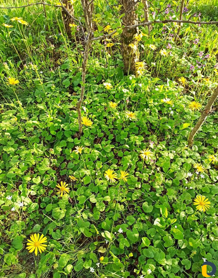 Сдаем беседки в лесу у реки